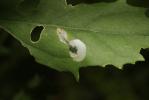 Chrysoesthia sexguttella (Thunberg & Wenner, 1794)