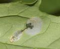  Chrysoesthia sexguttella (Thunberg & Wenner, 1794)