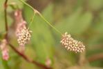 Renouée Persicaire Persicaria maculosa Gray, 1821