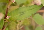 Renouée Persicaire Persicaria maculosa Gray, 1821