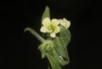 Jusquiame blanche Hyoscyamus albus L., 1753