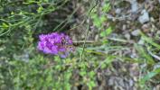 Orchis pyramidal, Anacamptis en pyramide Anacamptis pyramidalis (L.) Rich., 1817