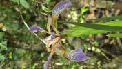 Iris fétide, Iris gigot, Glaïeul puant Iris foetidissima L., 1753