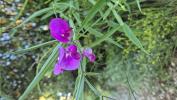 Gesse à larges feuilles, Pois vivace Lathyrus latifolius L., 1753