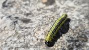 Pyrale du buis Cydalima perspectalis (Walker, 1859)