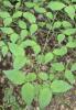 Cornouiller mâle, Cornouiller sauvage Cornus mas L., 1753