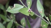 Fragon Ruscus x microglossum Bertol., 1855