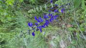 Sauge commune Salvia pratensis subsp. pratensis L., 1753