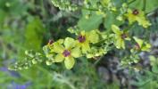 Molène noire, Cierge maudit Verbascum nigrum L., 1753