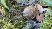 Escargot peson Zonites algirus (Linnaeus, 1758)