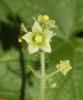 Sicyos anguleux, Concombre anguleux Sicyos angulata L., 1753