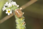  Staria lunata (Hahn, 1835)
