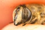 Eristale gluante, Mouche pourceau Eristalis tenax (Linnaeus, 1758)