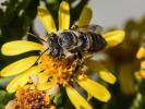  Megachile pilidens Alfken, 1924