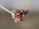  Tachina fera (Linnaeus, 1760)