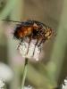  Tachina fera (Linnaeus, 1760)
