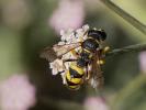  Cerceris sabulosa (Panzer, 1799)