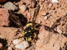  Cerceris sabulosa (Panzer, 1799)