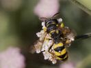  Cerceris sabulosa (Panzer, 1799)