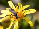  Nomada Scopoli, 1770