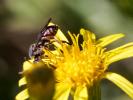  Nomada Scopoli, 1770