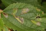  Phyllonorycter millierella (Staudinger, 1871)