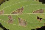  Phyllonorycter millierella (Staudinger, 1871)
