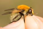  Sericomyia superbiens (Müller, 1776)