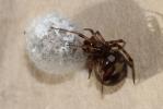  Steatoda triangulosa (Walckenaer, 1802)