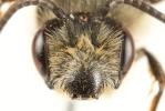  Andrena suerinensis Friese, 1884