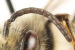  Andrena suerinensis Friese, 1884