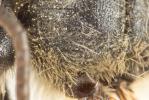  Andrena suerinensis Friese, 1884