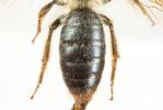  Andrena suerinensis Friese, 1884