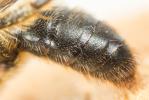  Andrena suerinensis Friese, 1884