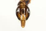  Andrena suerinensis Friese, 1884