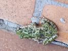 Crapaud vert Bufotes viridis (Laurenti, 1768)
