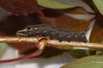 Sphinx Phoenix (Le) Hippotion celerio (Linnaeus, 1758)