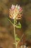 Trèfle renflé en vessie, Trèfle en vessie Trifolium vesiculosum Savi, 1798