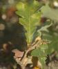  Andricus gallaeurnaeformis (Fonscolombe, 1832)