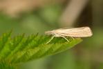  Agriphila straminella (Denis & Schiffermüller, 1775)