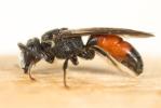  Sphecodes gibbus (Linnaeus, 1758)