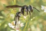  Andrena asperrima Pérez, 1895
