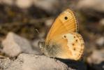 Fadet des garrigues (Le), Palémon (Le), Doré (Le) Coenonympha dorus (Esper, 1782)