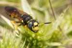  Philanthus coronatus (Thunberg, 1784)
