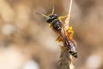  Philanthus coronatus (Thunberg, 1784)