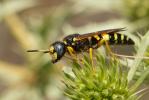  Philanthus coronatus (Thunberg, 1784)