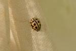  Tytthaspis sedecimpunctata (Linnaeus, 1760)