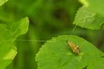  Nemophora degeerella (Linnaeus, 1758)