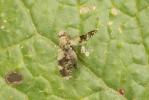  Tephritis formosa (Loew, 1844)