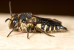  Coelioxys inermis (Kirby, 1802)